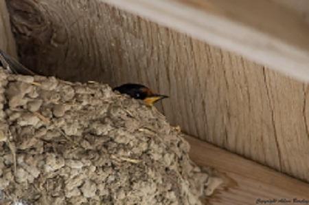 Barn Swallow in nest
