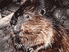 Beavers Control & Removal