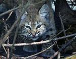Bobcats Removal & Control