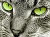 Cats Control & Removal