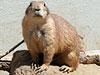 Groundhog Removal & Control