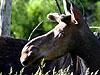 Moose Removal & Control