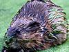 Muskrat Removal & Control