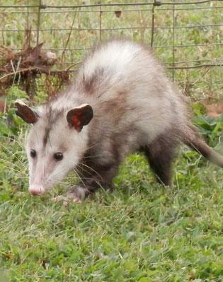 Opossum Removal & Control