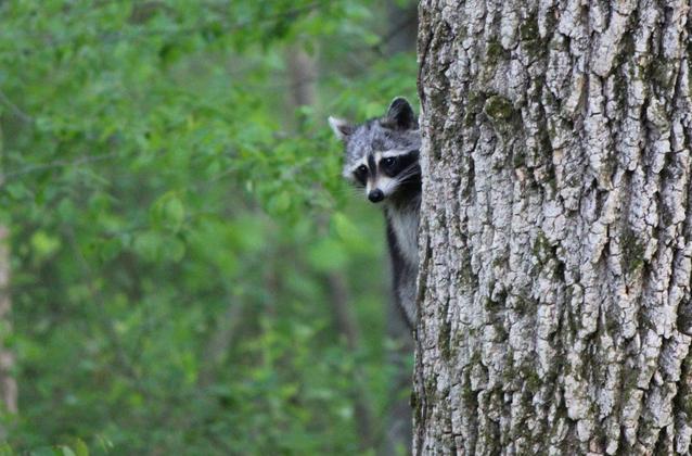 raccoons in garden mississauga