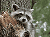 Raccoon Control & Removal Toronto