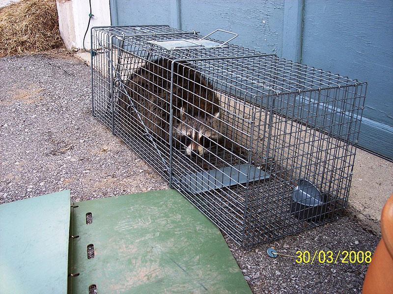 trapped raccoon