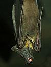 Bats Removal & Control