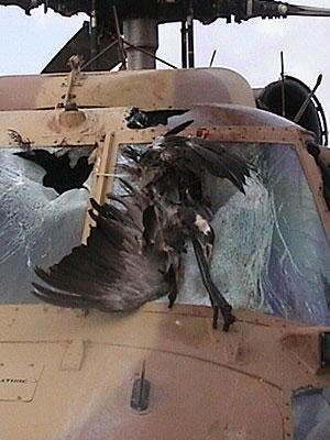 Damage to airplane after bird strike
