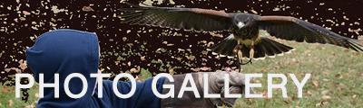 falconry classes gallery