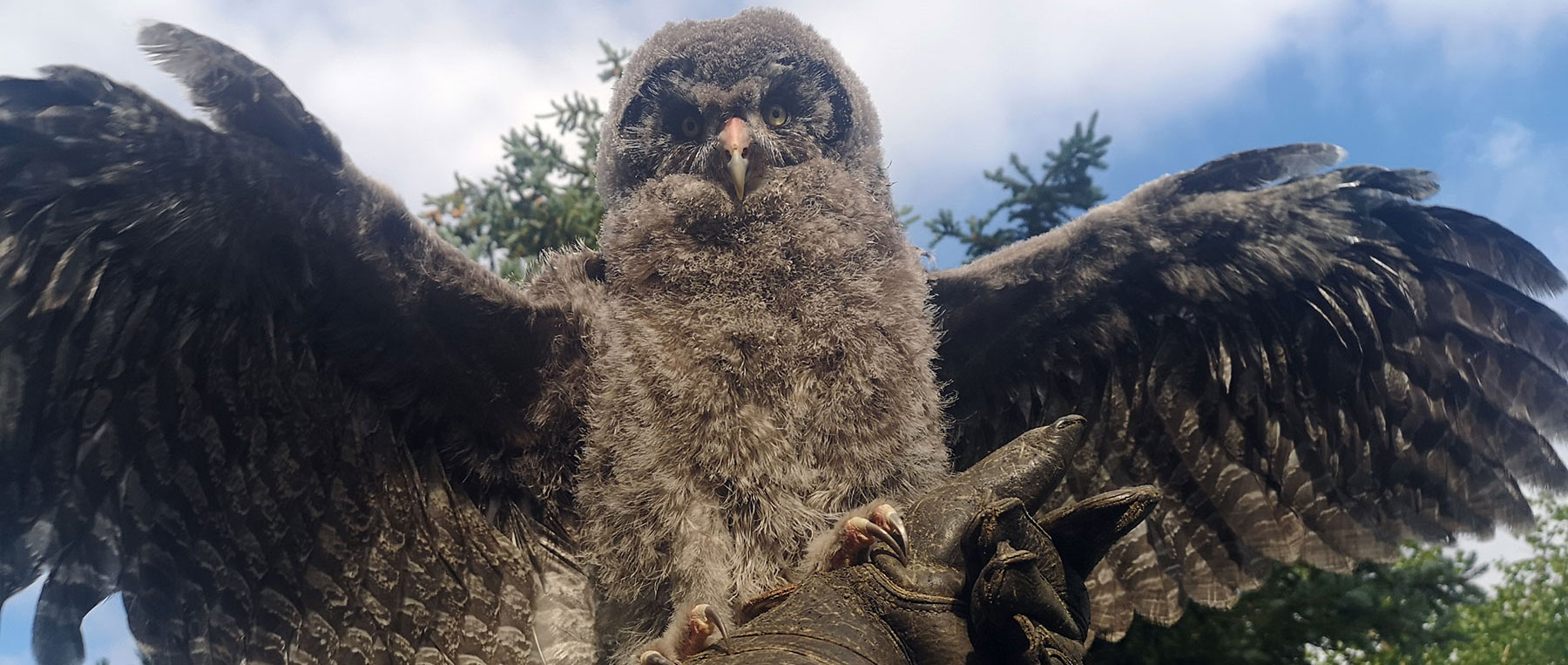 2 month old great grey owl