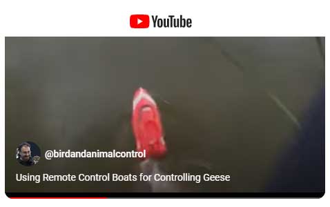 video of: using remote control boat to disburse geese
