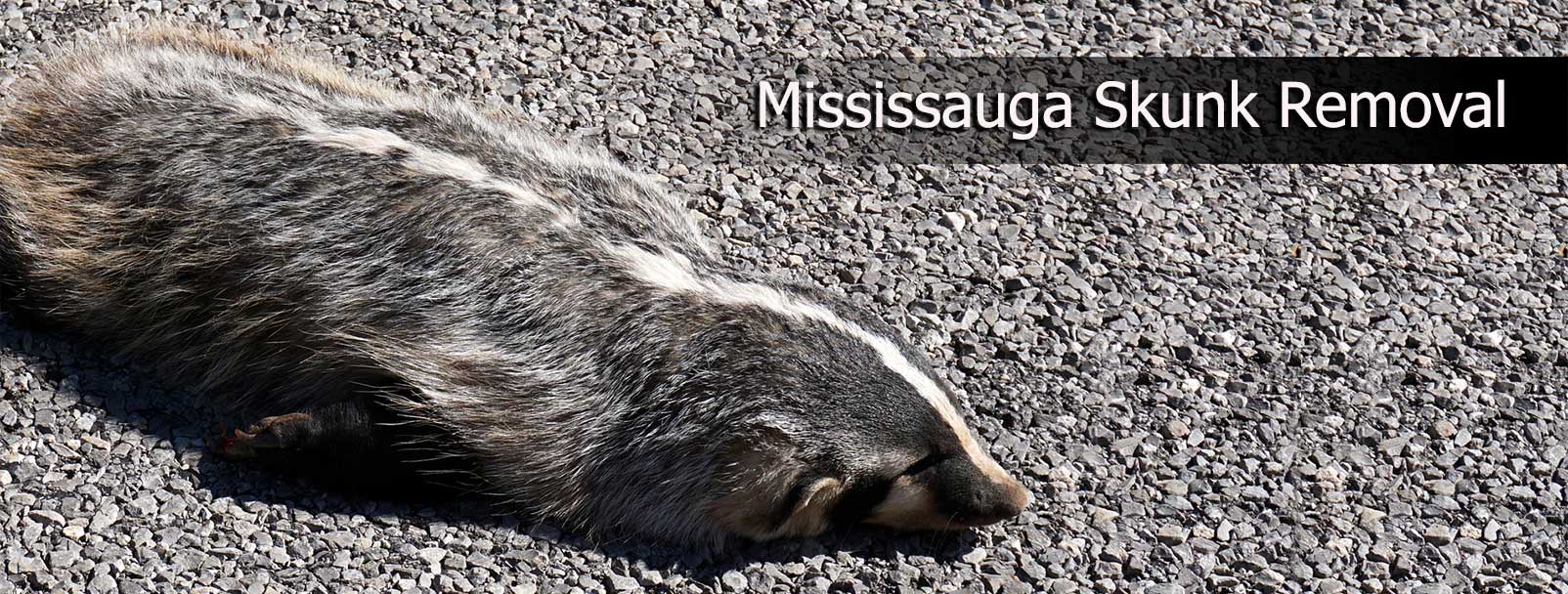 skunk control removal mississauga