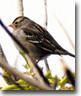 Sparrows Control Solutions