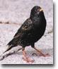 Starlings Control Solutions