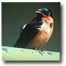 Swallows Control Solutions