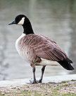 Geese Control