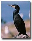 Cormorant Control Solutions