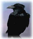 Crow Control Solutions