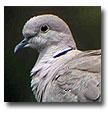 Doves Control Solutions