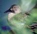 Ducks Control Solutions
