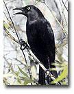 Grackels Control Solutions