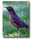 Robins Control Solutions