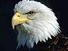 American Bald Eagle