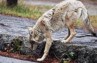 Coyote snatching dog in Toronto