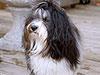Dog for movies/commercials