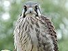 Kestrel Falcon