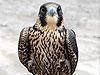 Peregrine Falcon