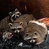 Raccoons in commercial garbage bin