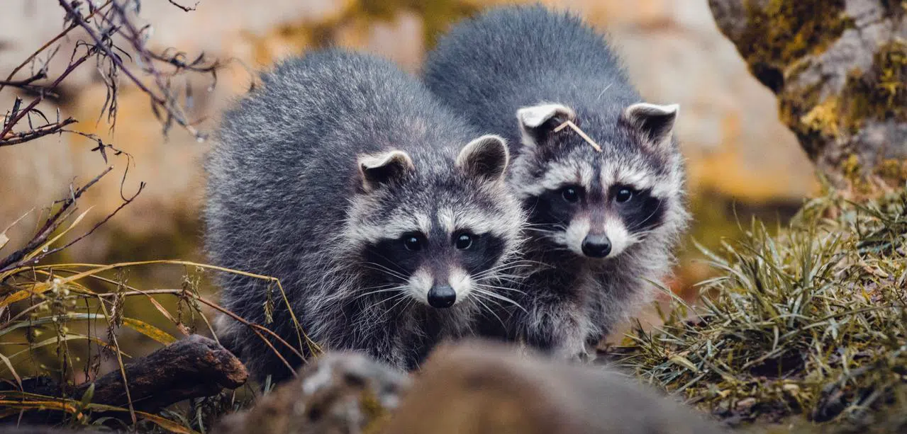 10 tips of what to do when you discover raccoons on your property 2 juvenile raccoons