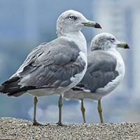 Gulls