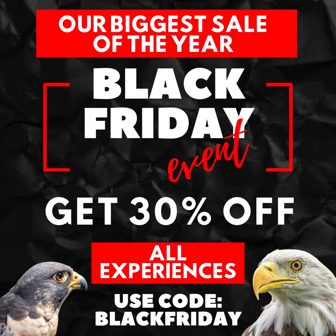 black friday event