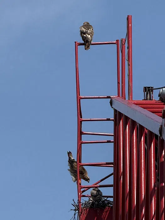 Red Tail Hawk Nest atop crane