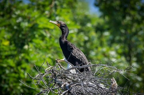 Cormorant