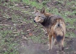 Coyote in field