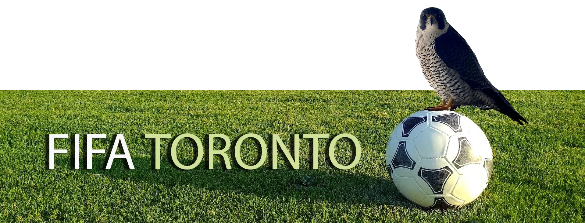 A peregrine falcon family in Toronto's BMA stadium fifa toronto banner