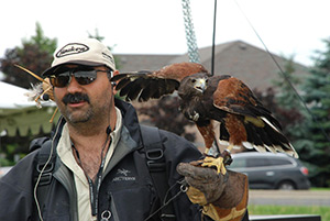 IS FALCONRY LEGAL IN CANADA? LEARN ABOUT HAWKEYE'S FALCONRY EXPERIENCE