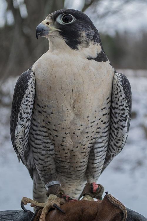 Peregrine Falcon