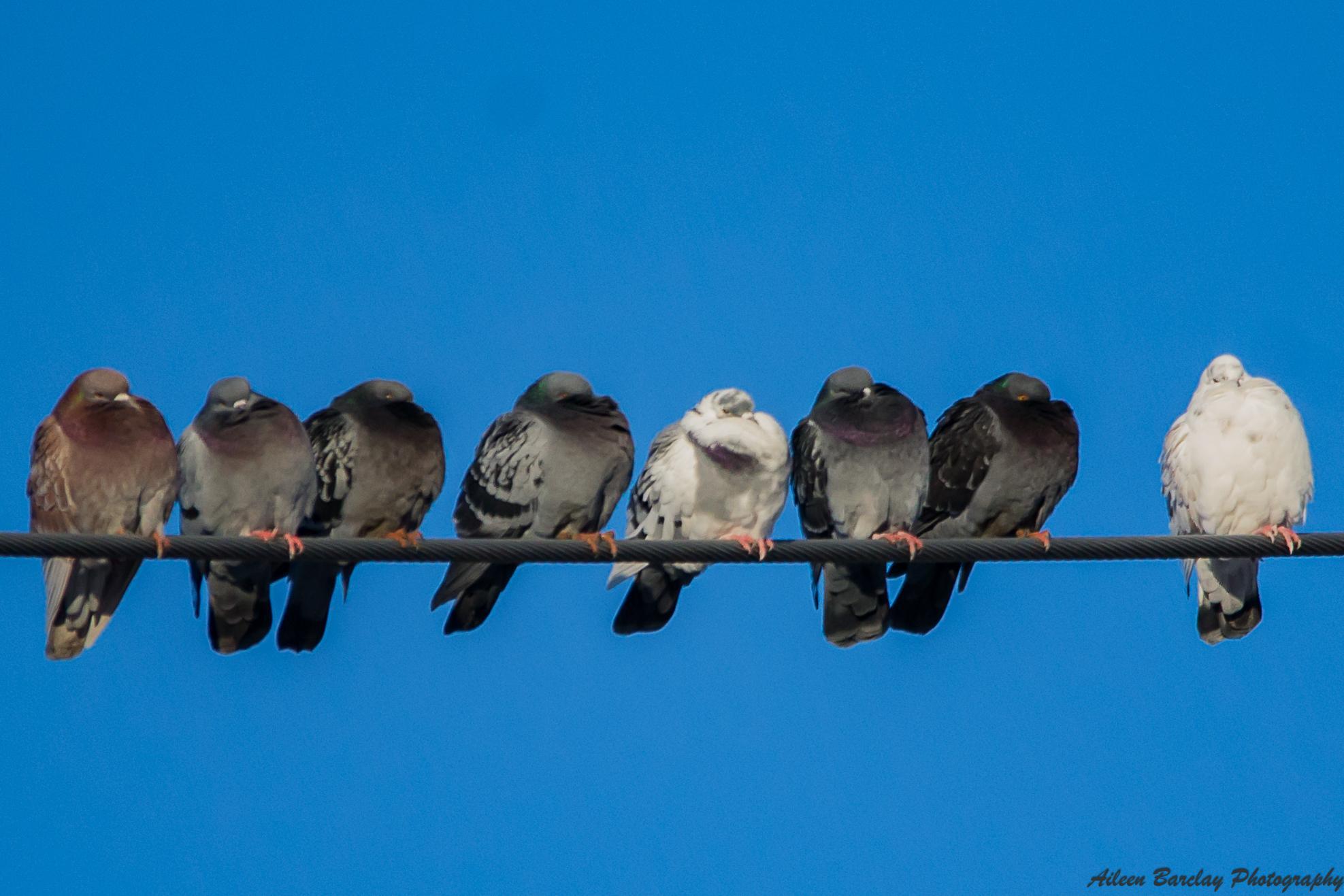 Pigeon Control