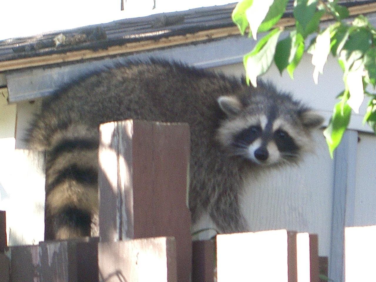 Raccoon distemper