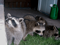 Raccoon family on deck sm