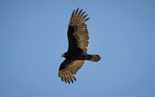 Turkey Vulture aircraft bird strikes