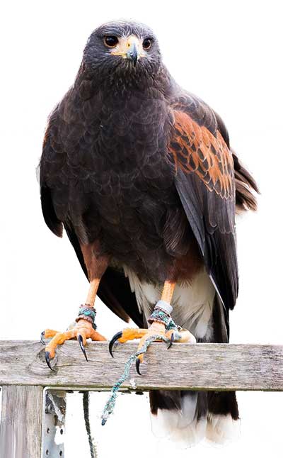 about harris hawks