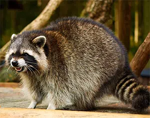 How to deal with an aggressive mother raccoon aggressive mother raccoon
