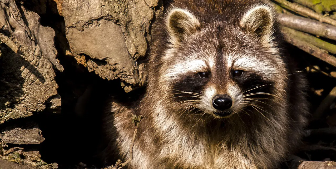 aggressive raccoon summer