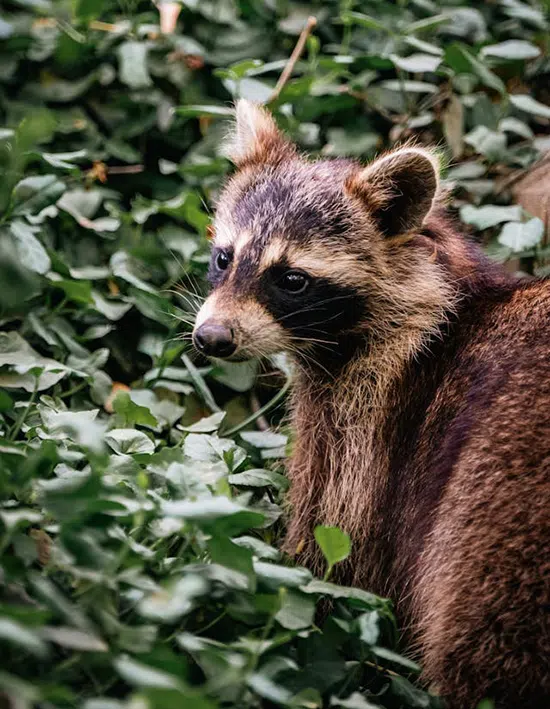 raccoon in underbrush